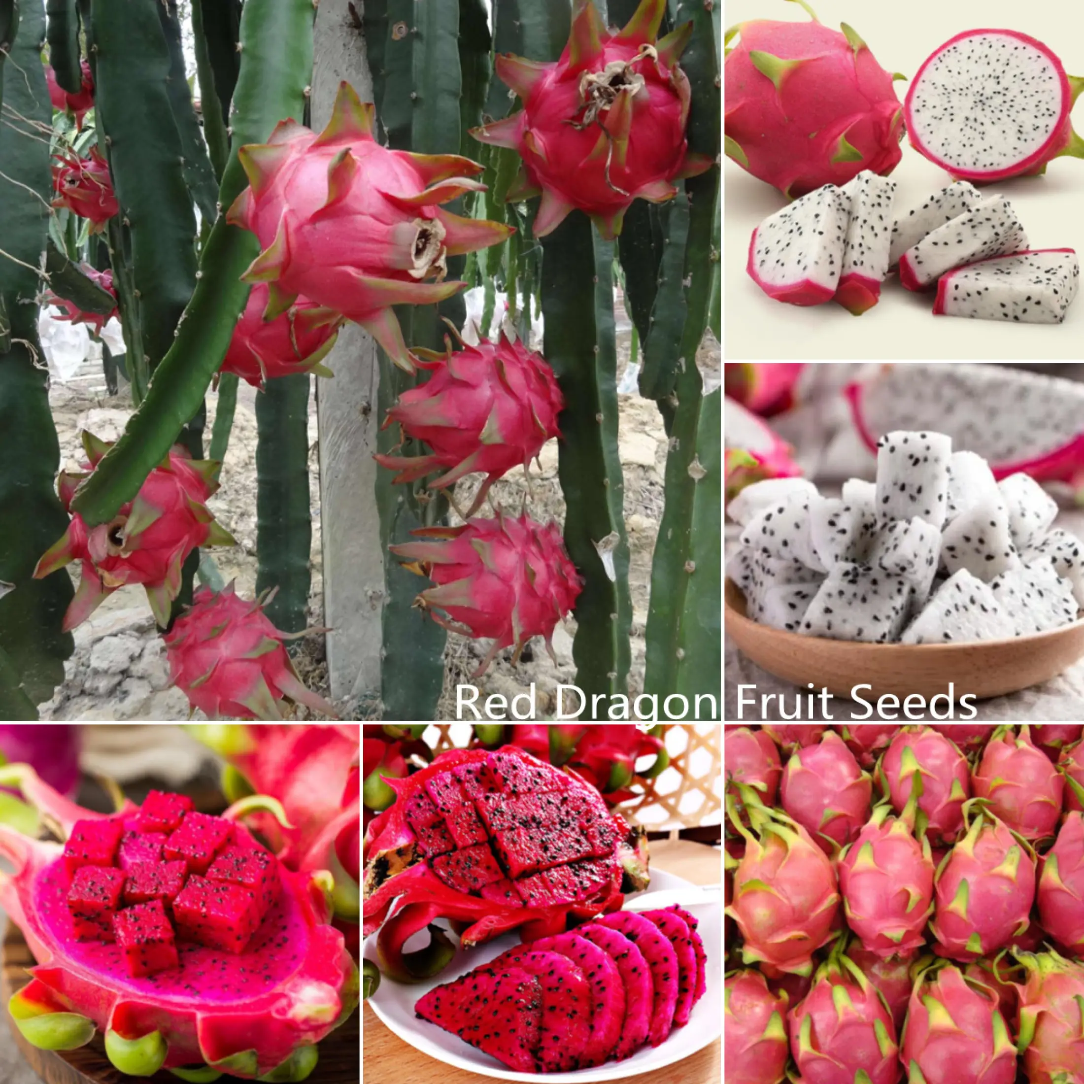 Fast Grow Ready Stock In Philippines Hybrid Sweet And Delicious Red Pitahaya Seeds Fresh Red Dragon Fruit Seeds For Home Garden Container Planting Indoor And Outdoor Plants Real Live Plant For Sale