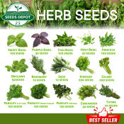 Herb Seeds - Basil Rosemary Oregano Thyme Sage Celery Kinchay Basil Parsley Mint Borage Coriander Arugula Hyssop Herbs