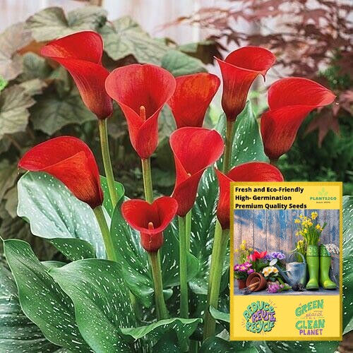 Shop Calla Lily Plant Red with great discounts and prices online - Jan 2023  | Lazada Philippines