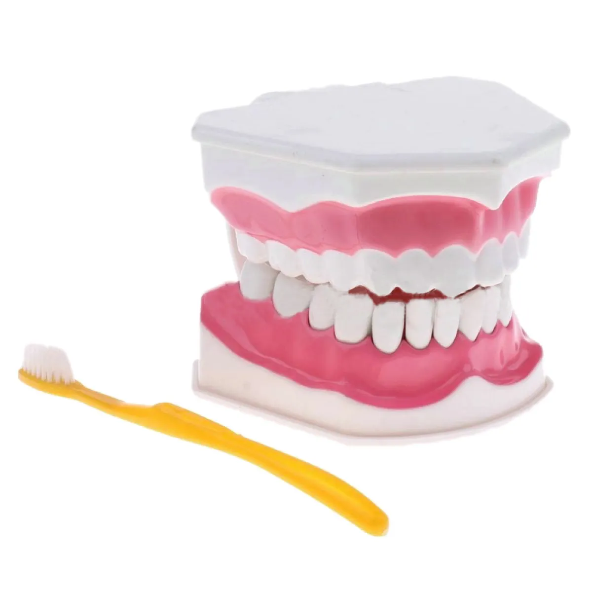 dentist grade toothbrush
