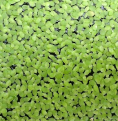 Aquatic Plants: Water Lettuce, Duckweed, Azolla for Aquariums