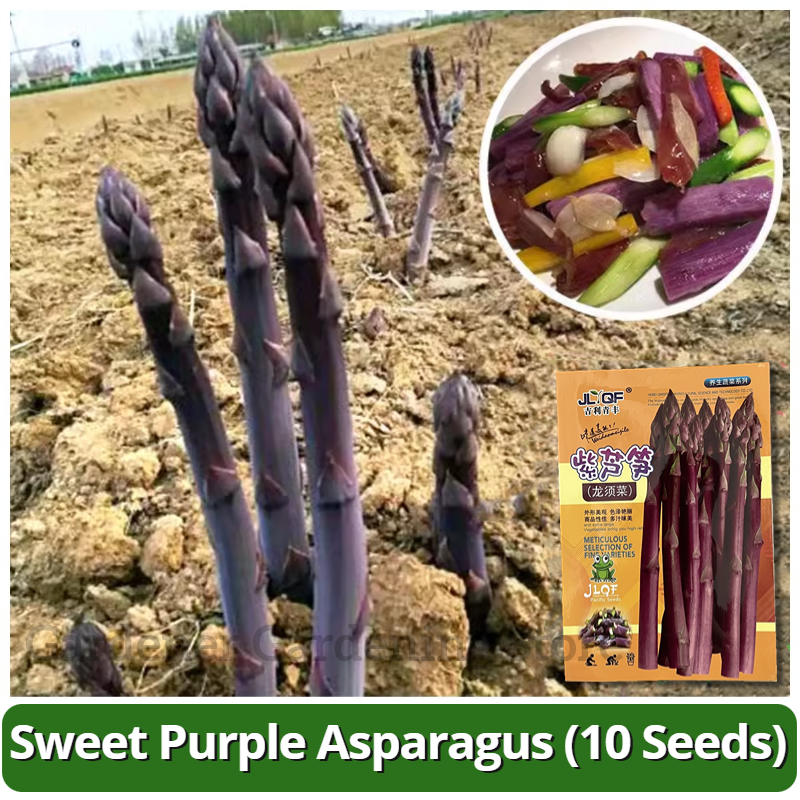 100% Original Sweet Purple Asparagus Seeds F1 Hybrid Seeds Organic Vegetable Seeds for Planting Bonsai Vegetables Seeds for Gardening Balcony Potted Asparagus Live Plant Seeds Vegetable Seedings Veggie Seeds Easy To Grow Plants Buto Ng Halaman