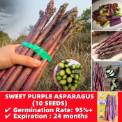 Organic Seeds Easy To Grow In Philippines - 10 Seeds High Yield Sweet Purple Asparagus Seeds for Planting Vegetables F1 Vegetable Seeds for Gardening Vegetable Plants Seeds and Bulbs Balcony Asparagus Live Plants for Sale Real Plants Seedling Condor Seeds