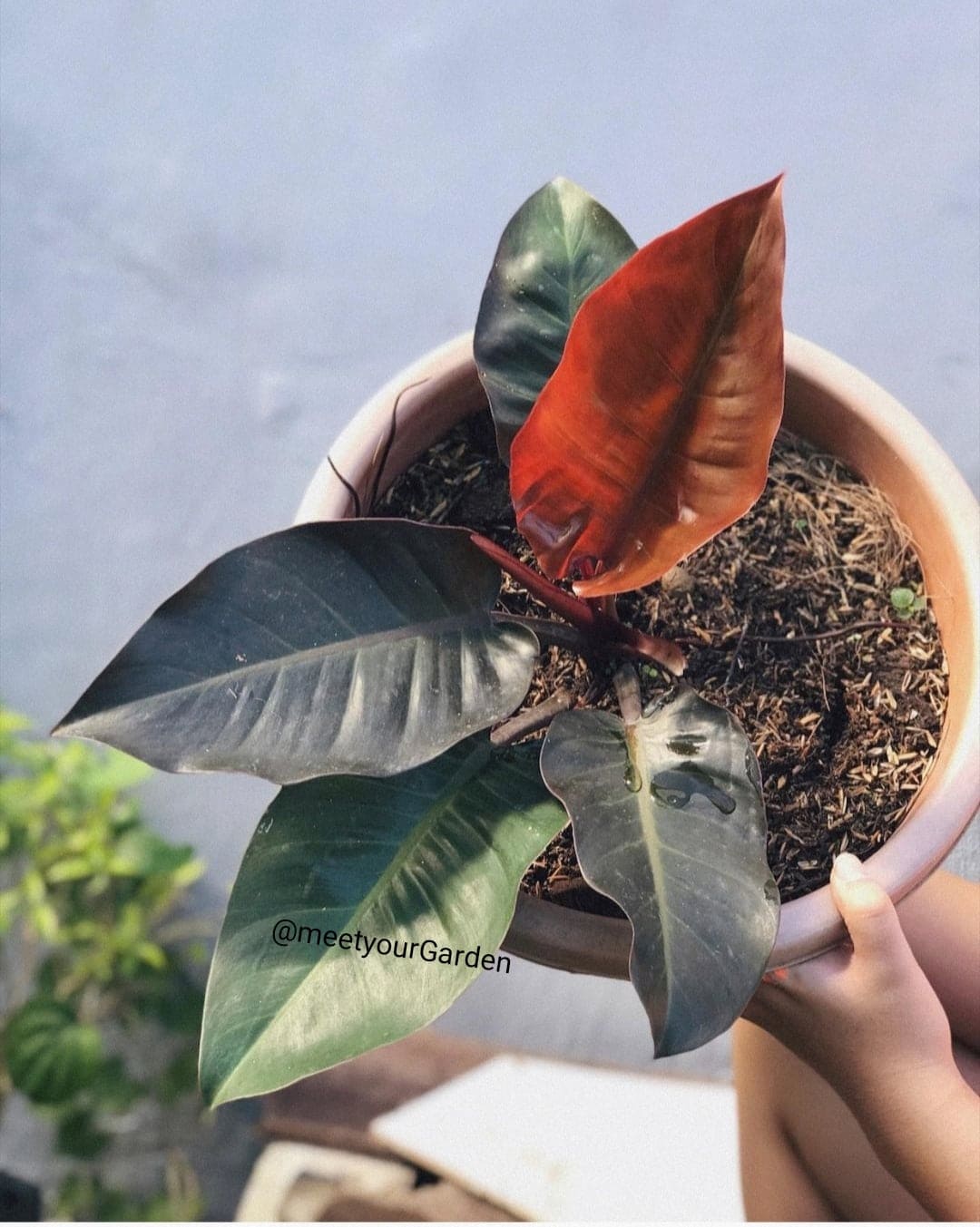 buy philodendron uk Philodendron 'Imperial Red' Variegated (wk19-UK)