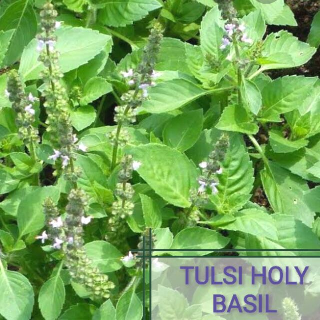 50 Seeds buy 2 get 1 free Basil Tulsi Holy Basil for Sale Easy