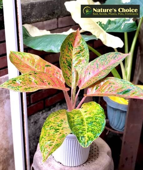 dracaena tornado Dracaena 'Tornado'