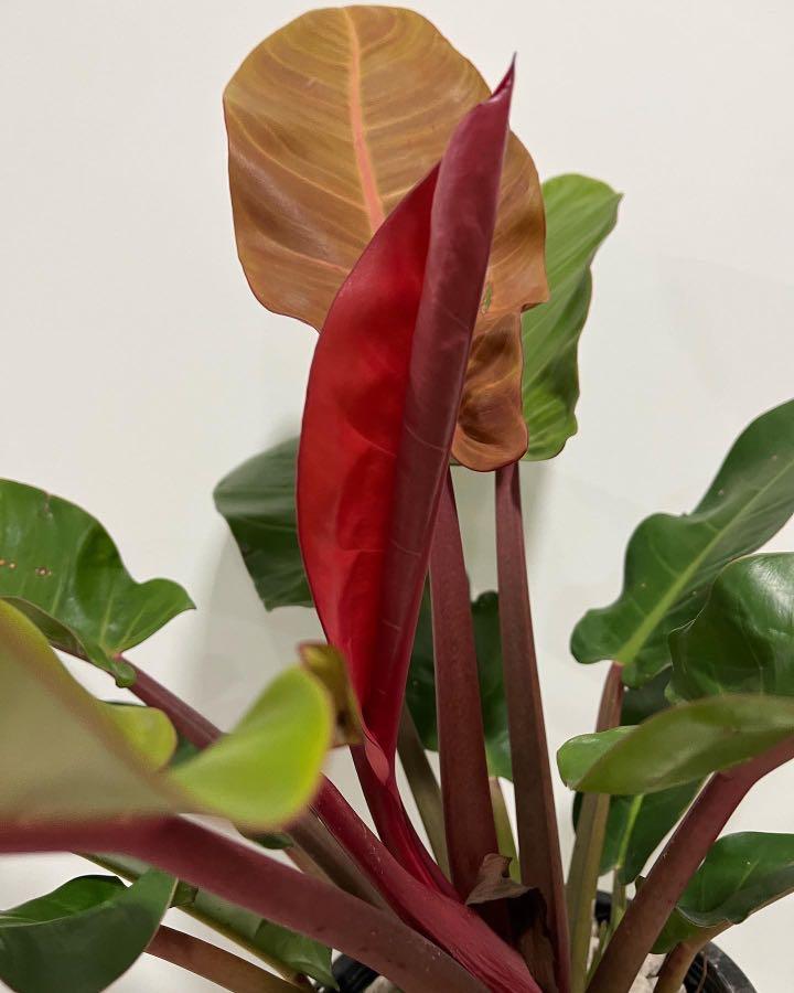 philodendron bipinnatifidum schott ex endl Philodendron Lickety Split (Philodendron bipinnatifidum) main image 1