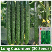 Organic Green Cucumber Seeds for High Yield Gardening