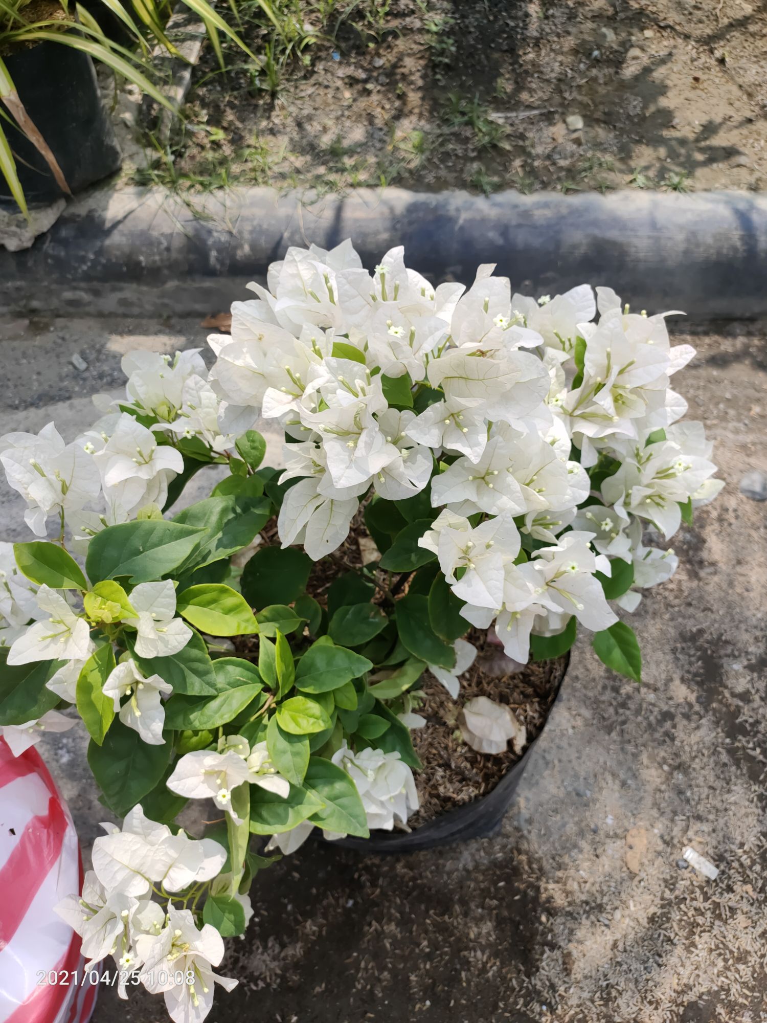 Bougainvillea White (Big size) | Lazada PH