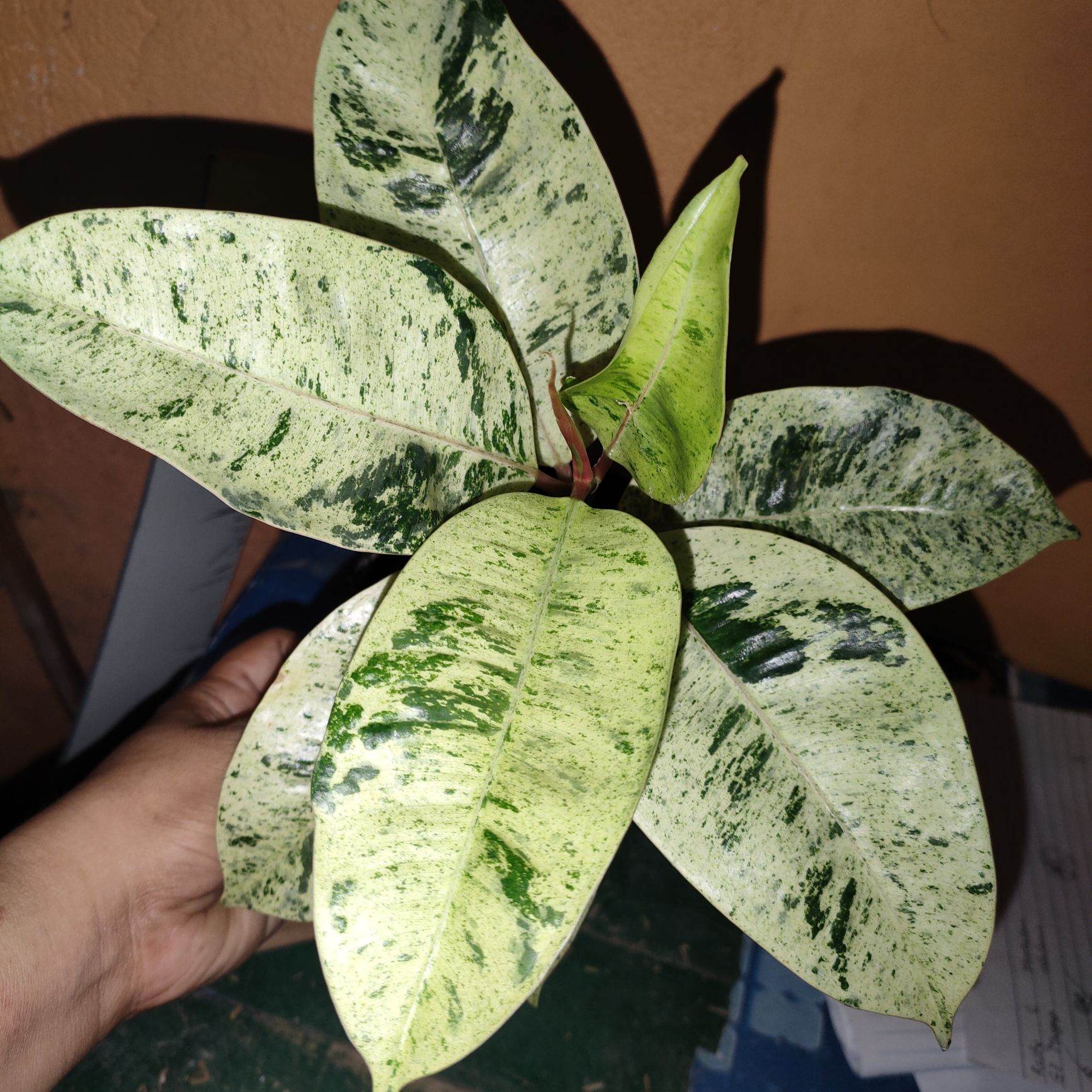 popcorn plant seeds Popcorn Seeds