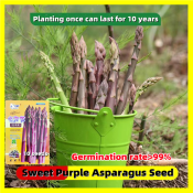 - High Yield 10 Seeds Sweet Purple Asparagus Seeds for Planting Vegetables Plants Seeds Organic Vegetables Seeds for Gardening Veggies Plants Seeds and Bulbs Vegetable Seedlings Bonsai Asparagus Plants for Sale Real Plant