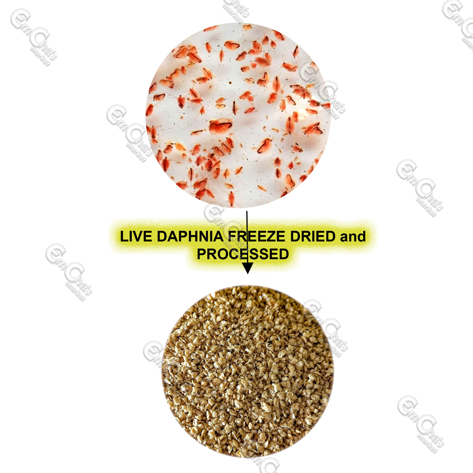 Freeze dried daphnia betta best sale