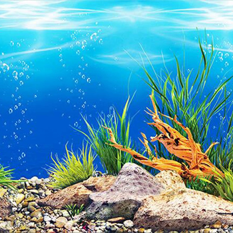 DLP Aquarium Background 12