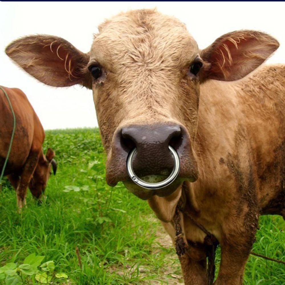 Animal Bull Horn Nose Ring CM Big Cattle Nose Ring Cattle Traction