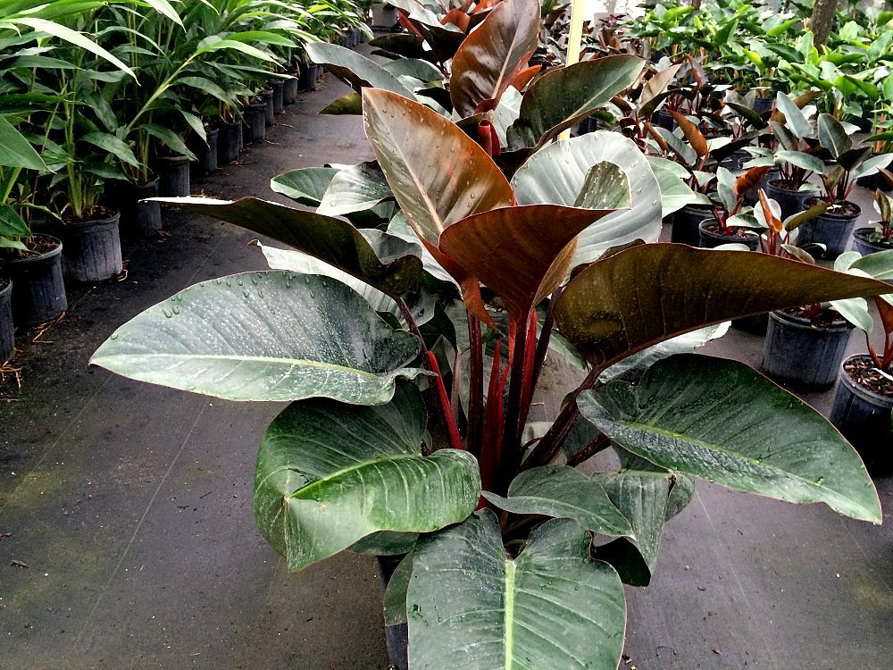 silver pothos Buy Silvery Ann Pothos Online - Scindapsus Pictus 'Silvery Ann' main image 0