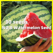 Giant Watermelon Seeds - 30Seeds Watermelon Pakwan Seeds for Planting Vegetables Sweet Fruit Seeds Speedy Variety Fruit Plants Seeds Sugar Baby Melon Watermelon Live Seedling Plant Vegetable Plants Bonsai Seeds Fruits Live Plants for Sale Seedless Sangria