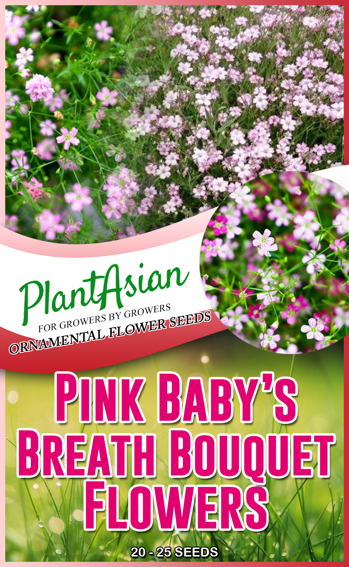 PINK BABYS BREATH FLOWER SEEDS