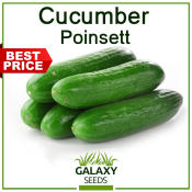 Cucumber Poinsett Seeds with Free Fertilizer - Green Pipino