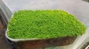 HC Hemianthus callitrichoides 'Cuba' Aquatic Plants for Aquascaping