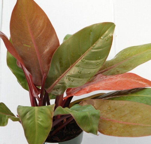 Philodendron Prince Albert Cutting (Seller Reference : 1 LNR)Plus FREE 1  pc. Philodendron or Pothos cutting randomly picked by Seller | Lazada PH