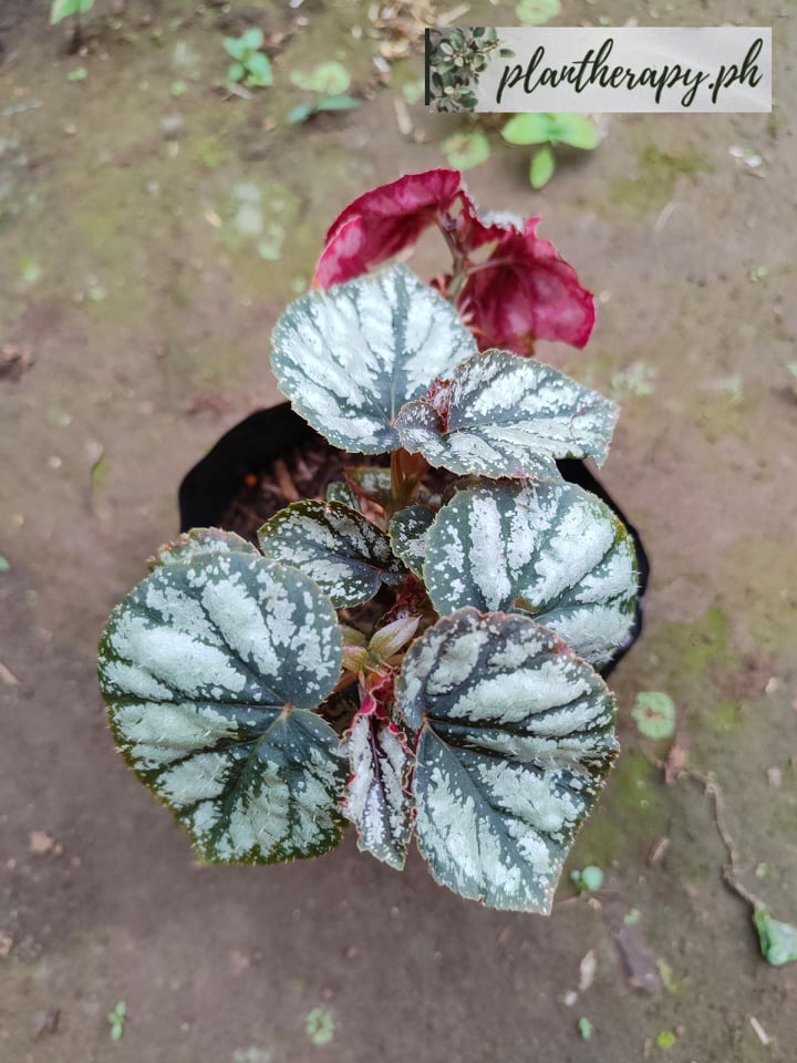 Shop Begonia Rex with great discounts and prices online - Aug 2022 | Lazada  Philippines