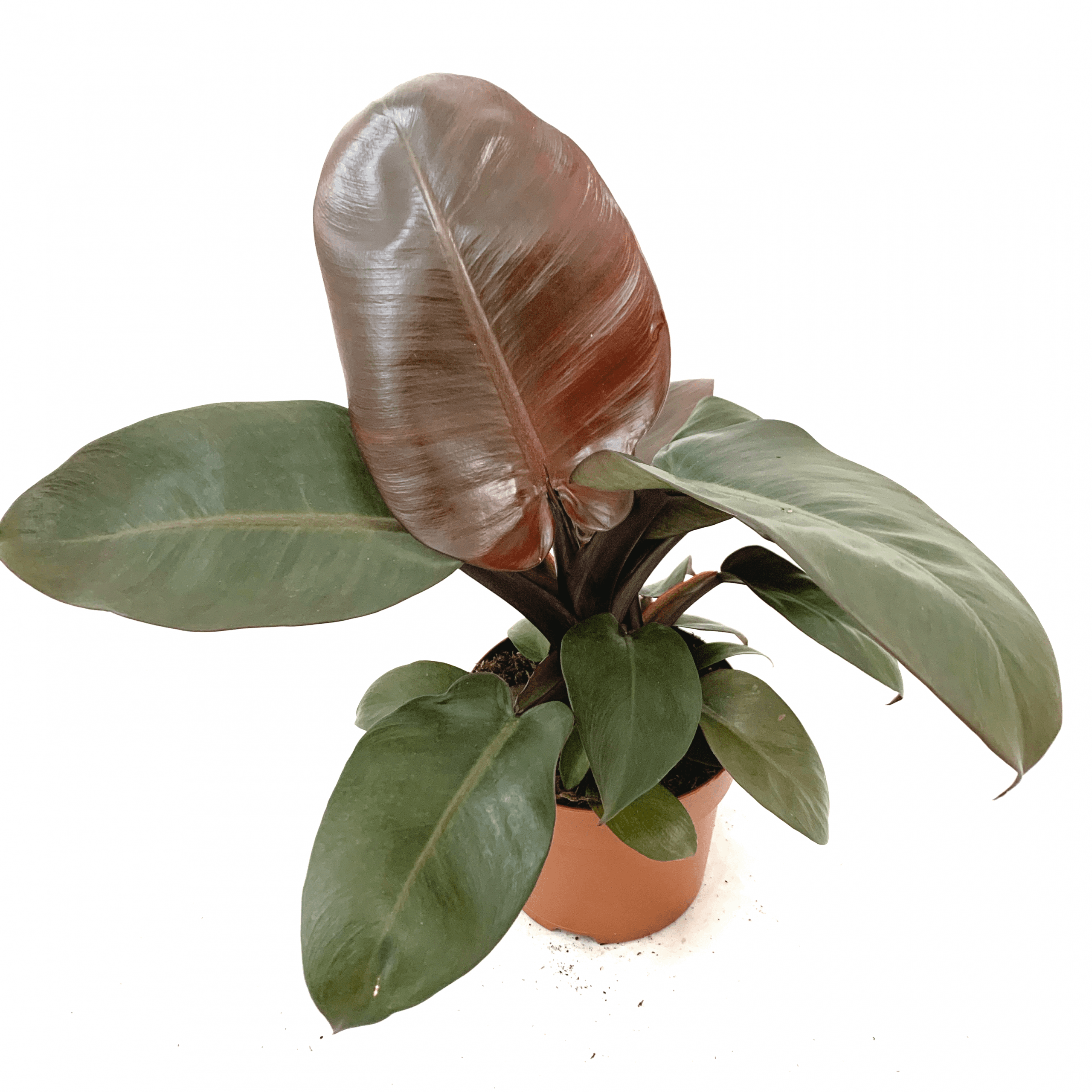 Explore Choco Cardinal Philodendron at Unbeatable Prices Online | Lazada  Philippines