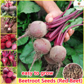 Easy to grow | Beetroot Seeds Philippines buto ng gulay Sugar Beets Seeds Heirloom Dark Red Beet Seeds High Yield Organic Vegetable Seeds for Planting Vegetables Seeds for Gardening Bonsai Seeds Potted Live Plants for Sale Real Plants