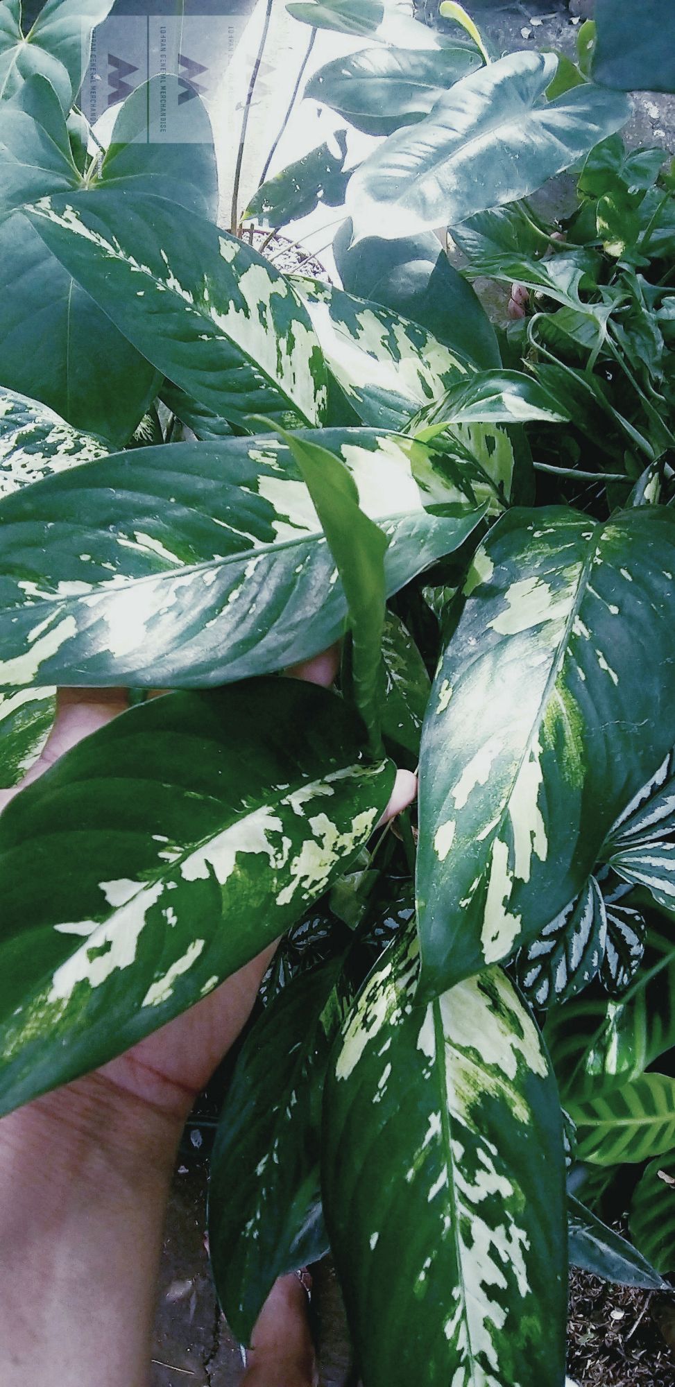 hawaiian indoor plants Dracaena Hawaiian Sunshine