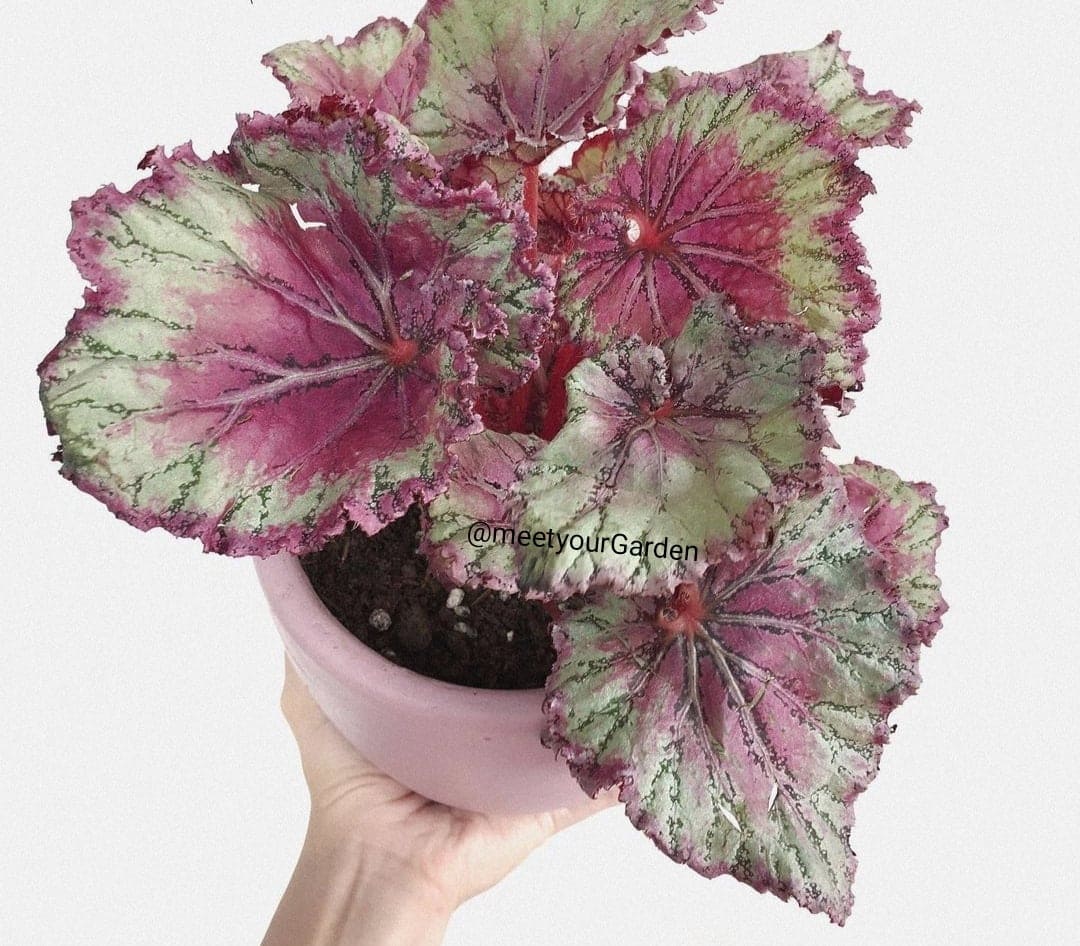 Shop Rex Begonia Plant with great discounts and prices online - Aug 2022 |  Lazada Philippines