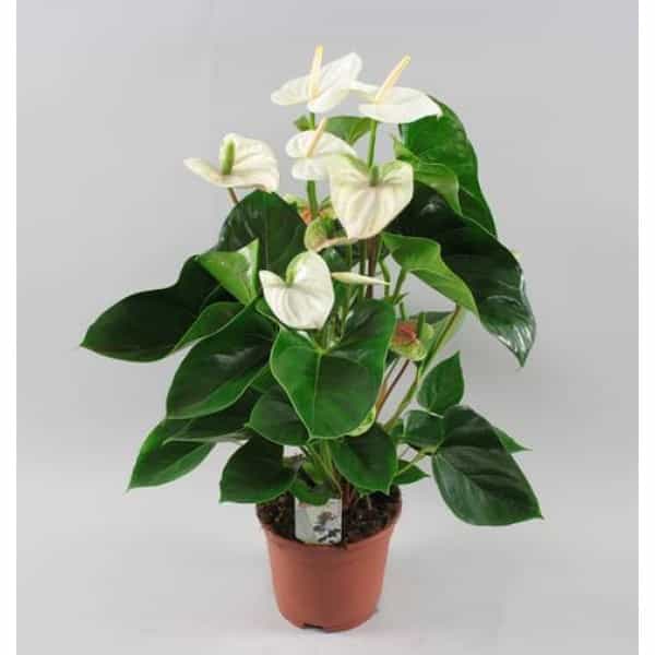 big leaf philodendron Advanced Nursery Growers: Elevating Expertise in the Horticultural Sector main image 1