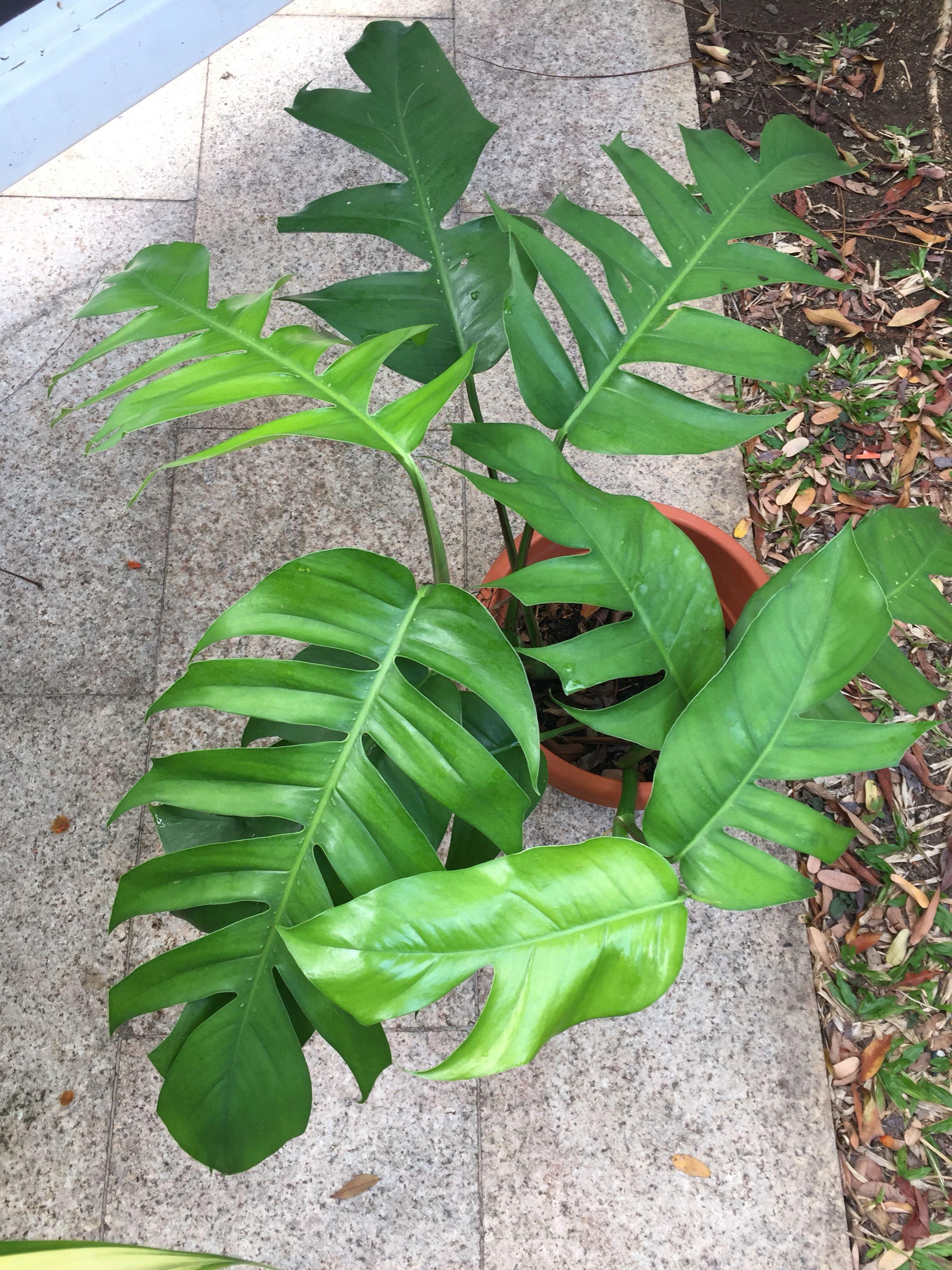 is a monstera a philodendron Philodendron Monstera