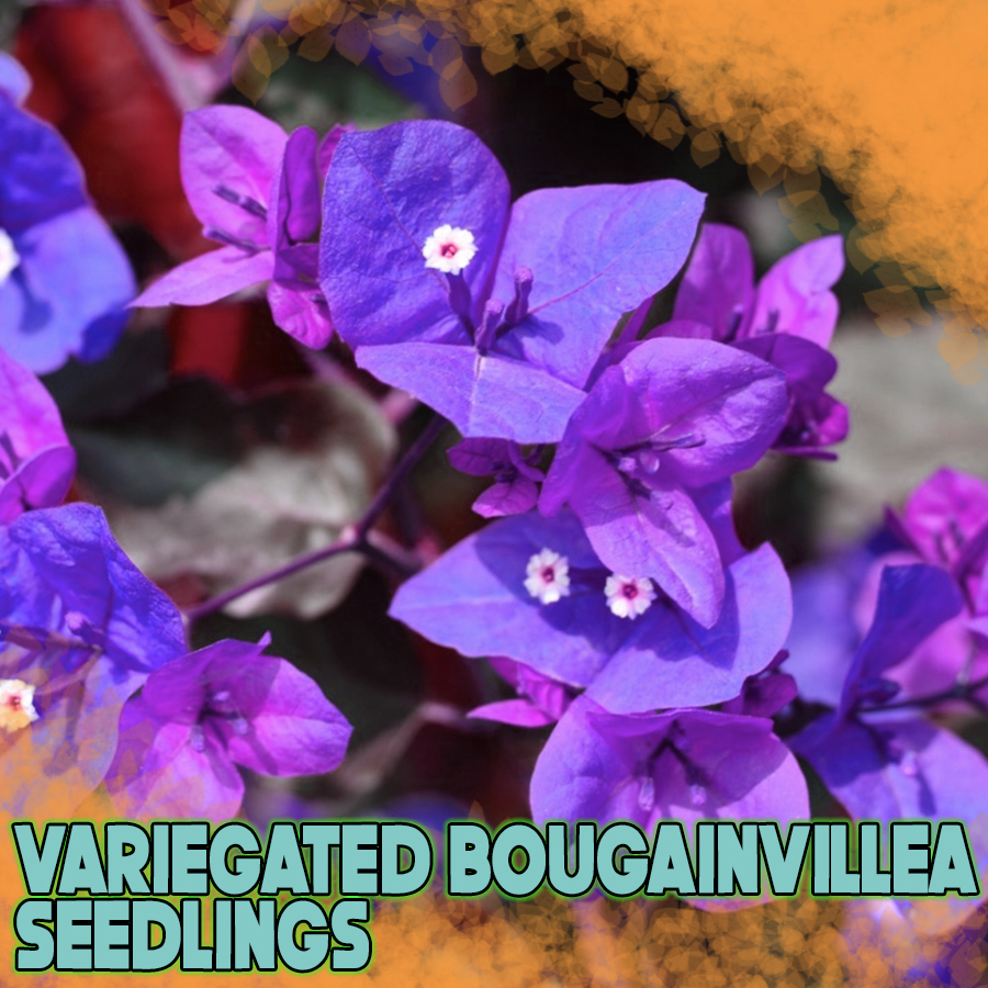 Shop Bougainvillea Flowers Plant Bonsai online 