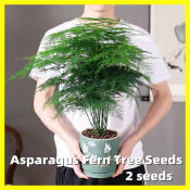 Asparagus Fern Tree Seeds - 2 Seeds Bonsai Seeds for Planting Easy To Grow In The Philippines Evergreen Indoor Potted Live Plants for Sale Real Plants Seeds for Gardening Flowers Seeds Indoor and Outdoor Flower Plant Buto Ng Bulaklak Air Plant Home Decor