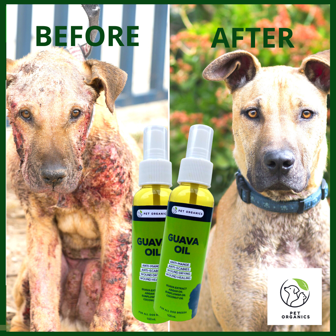 can coconut oil treat mange in dogs