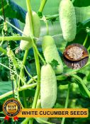 OPV White Cucumber Seeds: Easy Planting, Easy Growing (Value Pack)