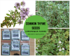 Common Thyme Seeds for planting