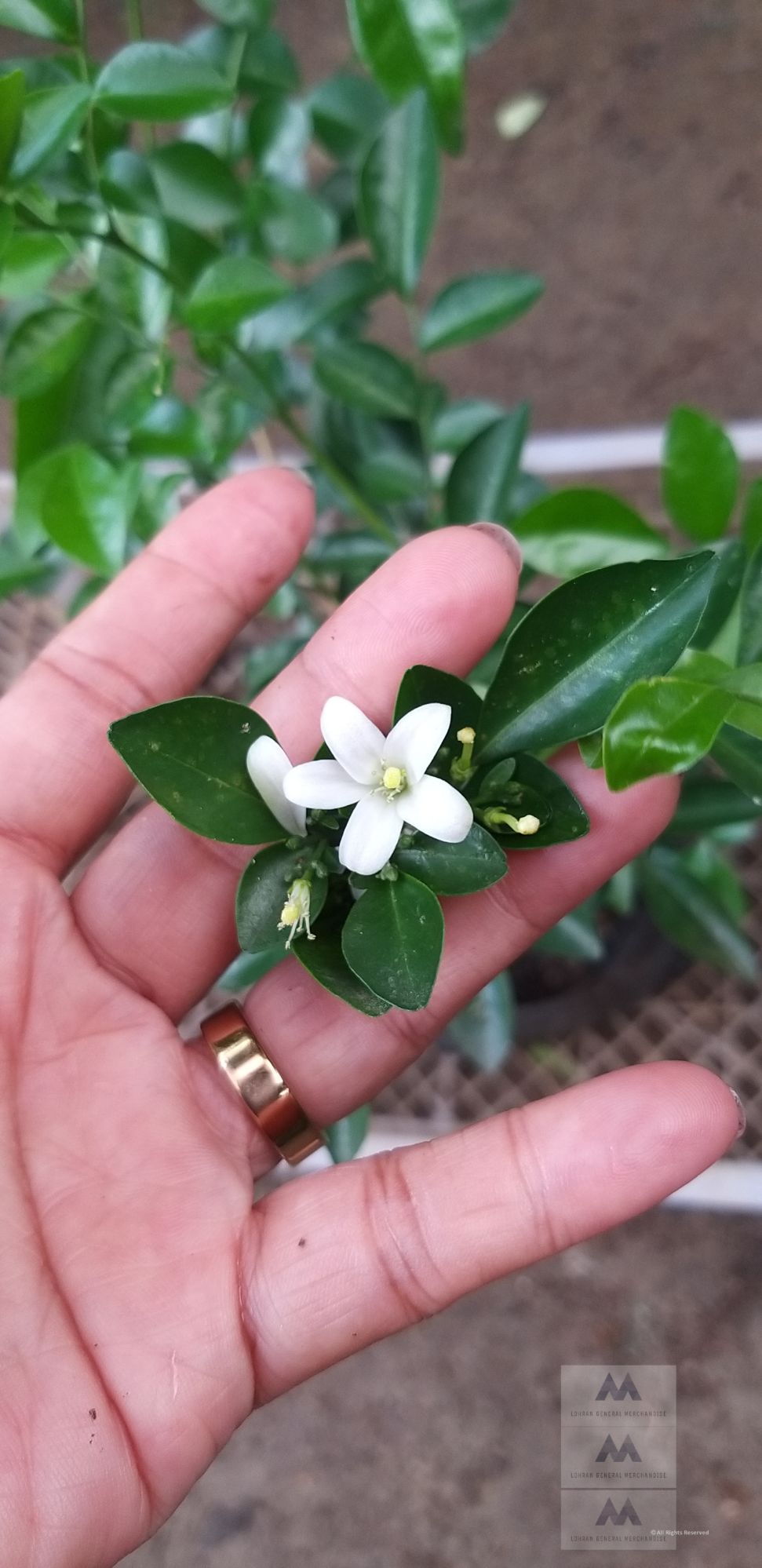 Orange Jasmine Kamuning sweet smelling fragrant seedlings
