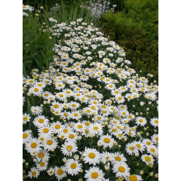 Creeping Daisy Seeds  Chrysanthemum Paludosum