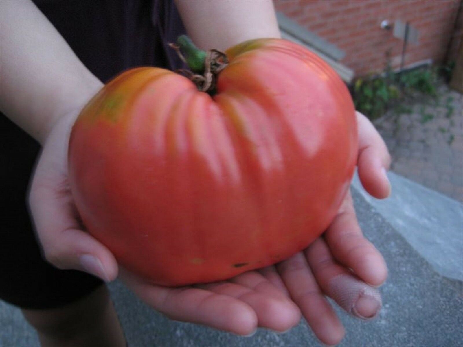 20pcs Seeds Giant Tomato Beefsteak Red Rainbow Black Vegetable