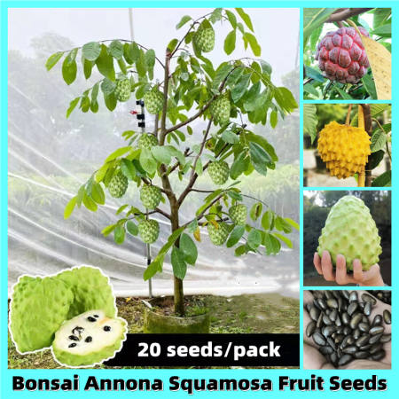 Mixed Varieties Atis Sugar Apple Annona Squamosa Seeds Sugar Apple Fruit Seeds for Planting Annona Tree Seeds Fruit Plants Seeds Home Garden Decor Indoor Plants Real Plants Annona Live Plants for Sale Vegetables