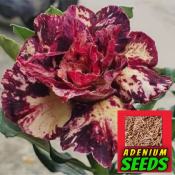 High-quality Adenium Peach Red Seeds, Easy to Grow Indoor/Outdoor