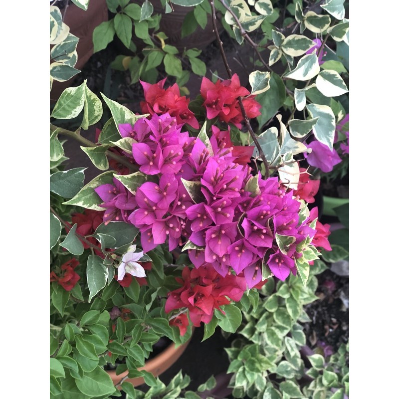 Shop Cutting And Roots Bougainvillea For Sale online 