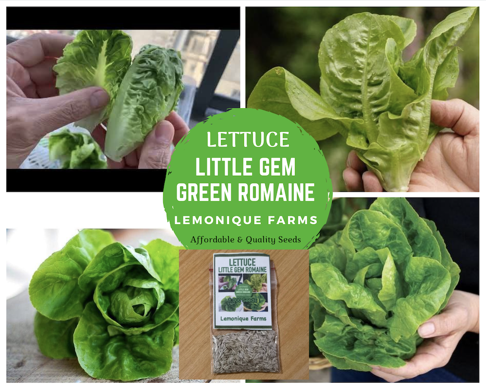 Lettuce - Sucrine Romaine