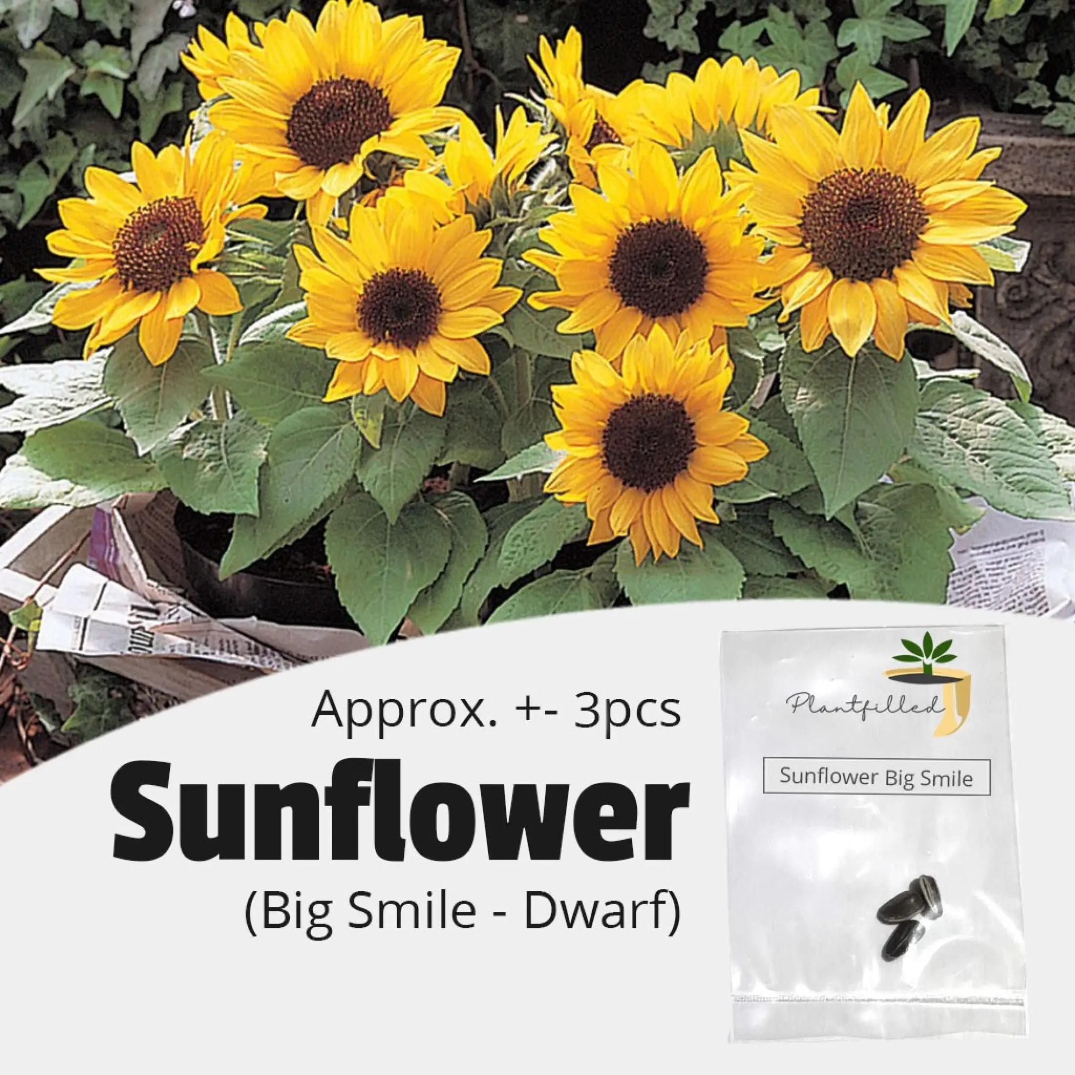 Spot Hot Sale Plantfilled Sunflower Big Smile Dwarf Flower Seeds 3 Seeds Lazada Ph