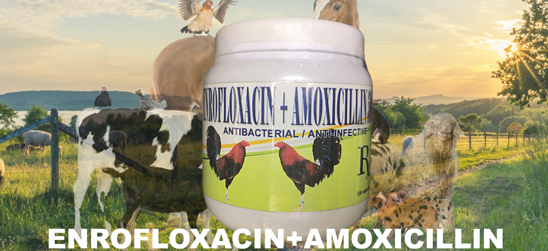 Enrofloxacin + Amoxicillin Capsule