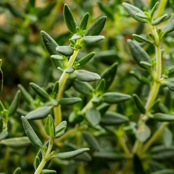 Thyme Herb -