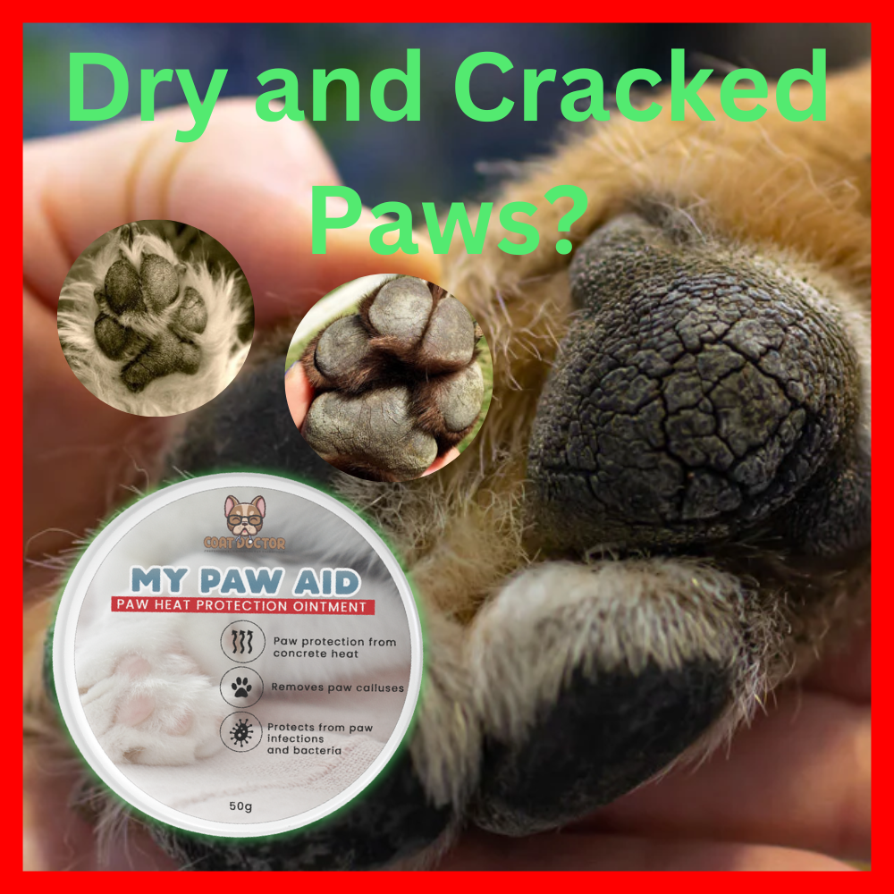Dry Cracked Paw Pads Dry Cracked Paws My Dogs Paws Are Really