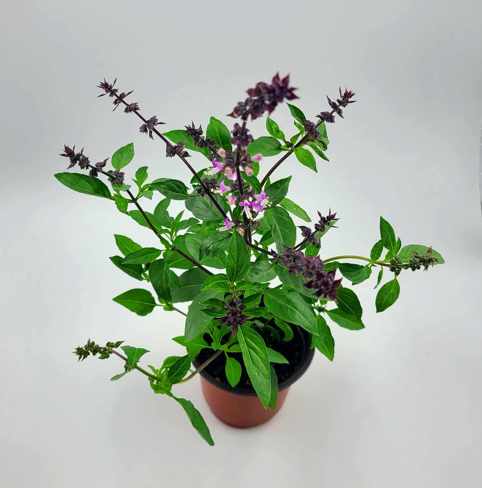 Shop Basil Plants online Lazada .ph