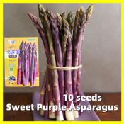 Sweet Purple Asparagus Seed - 10 Seeds High Germination Heirloom Asparagus Vegetable Seeds for Gardening Bonsai Seeds Easy To Grow In The Philippines Vegetable Plant Seeds for Planting Vegetables Balcony Live Plants for Sale Real Plants Vegetable Seedings