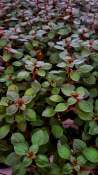 5 Ludwigia Mini Red Rubin Plants + Free Aquarium Cleaner